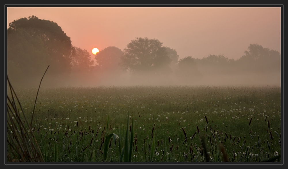 Pusteblumenwiese