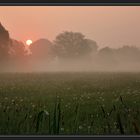 Pusteblumenwiese