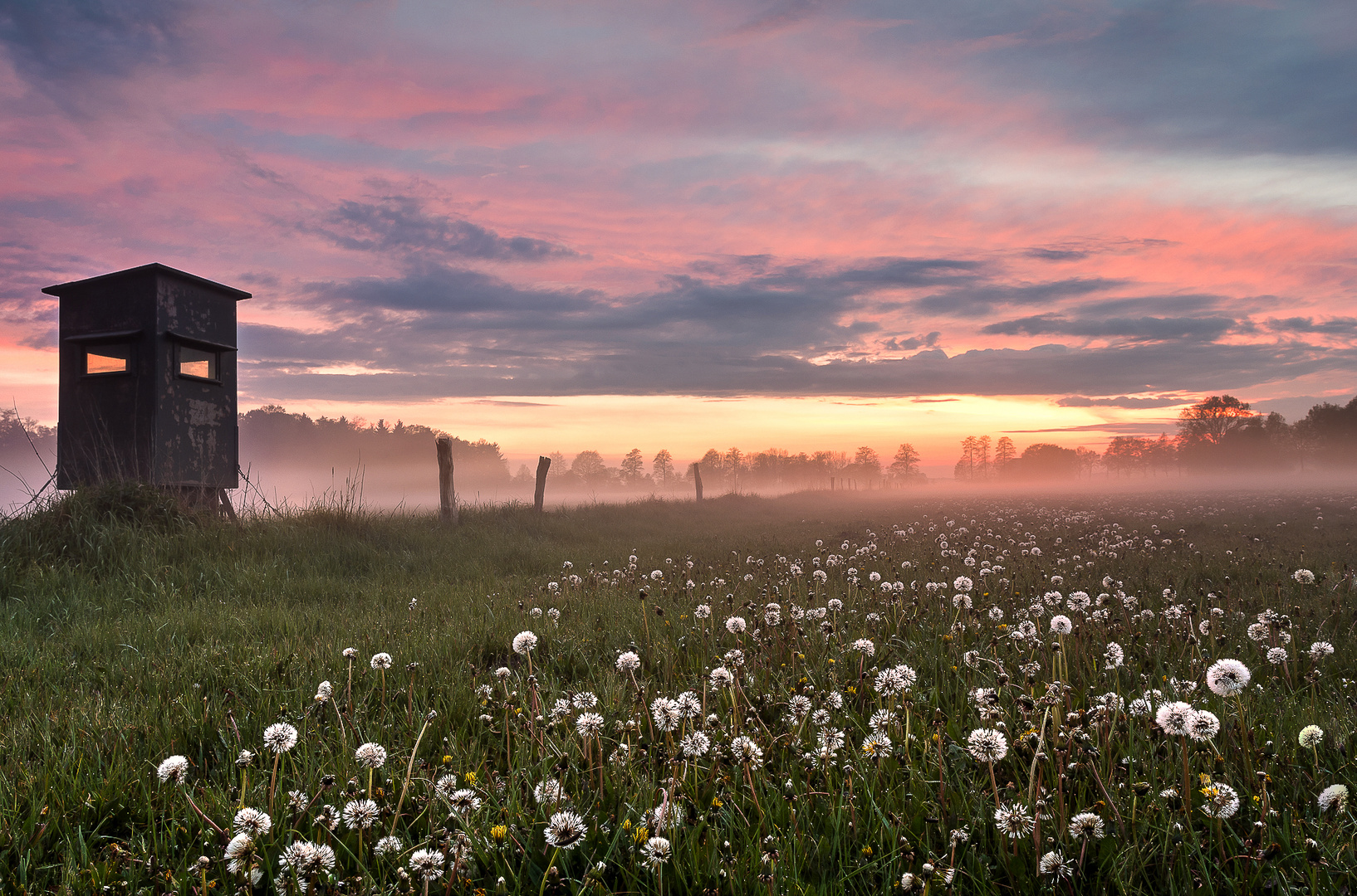 Pusteblumenwiese 