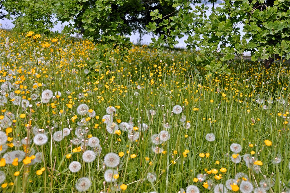 Pusteblumenwiese