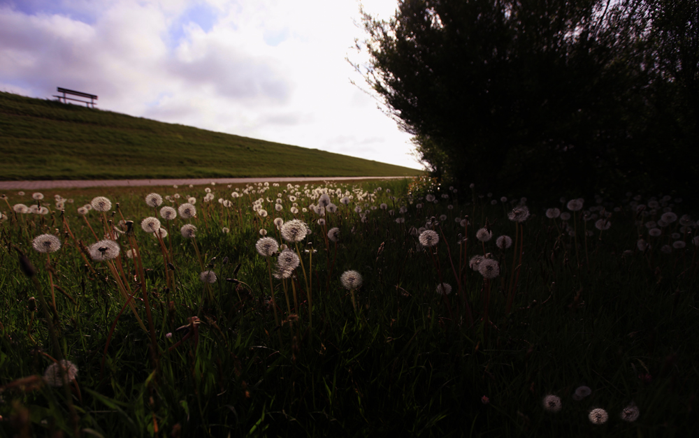 Pusteblumenwiese