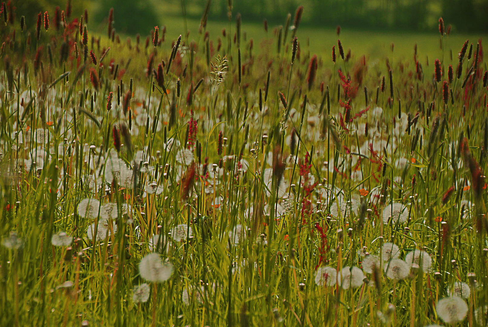 Pusteblumenwiese