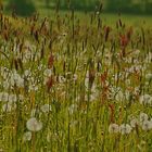 Pusteblumenwiese