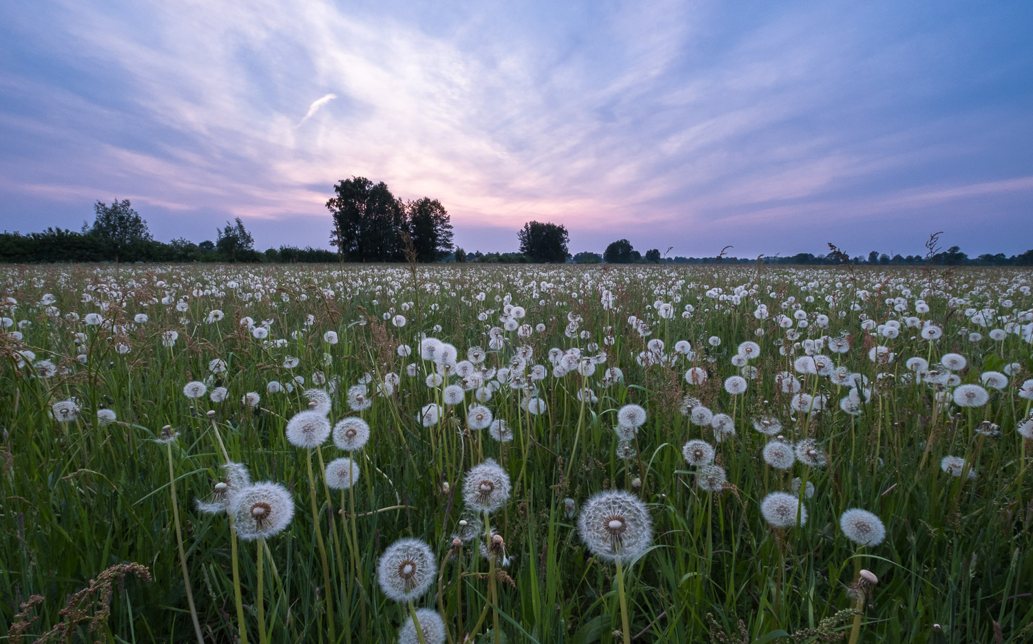 Pusteblumenwiese