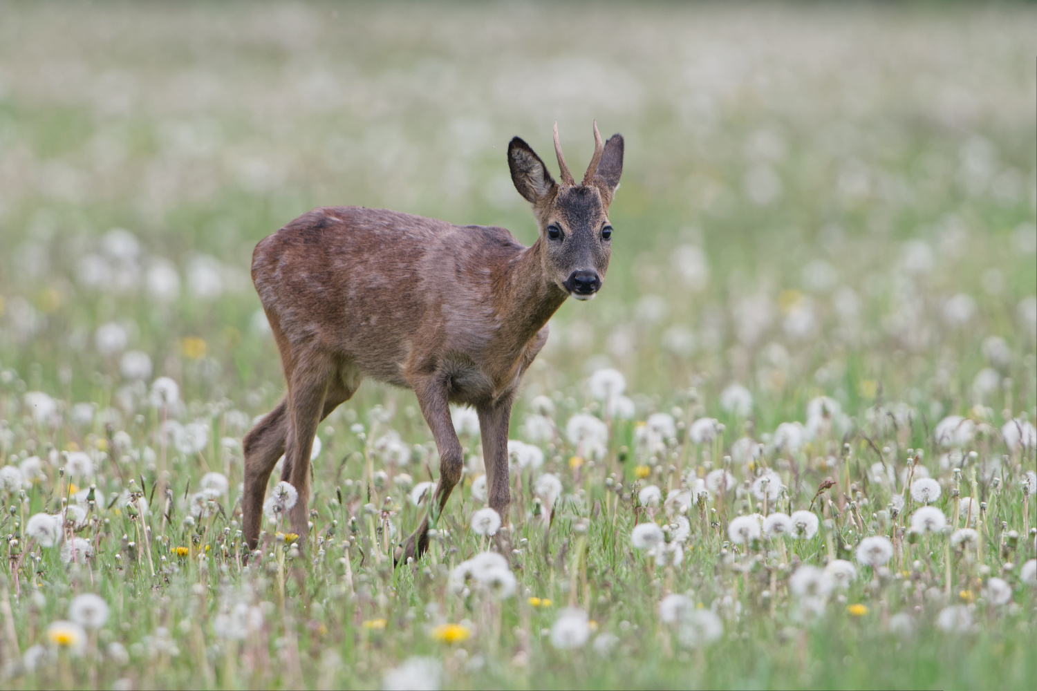 Pusteblumenwiese