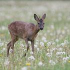 Pusteblumenwiese