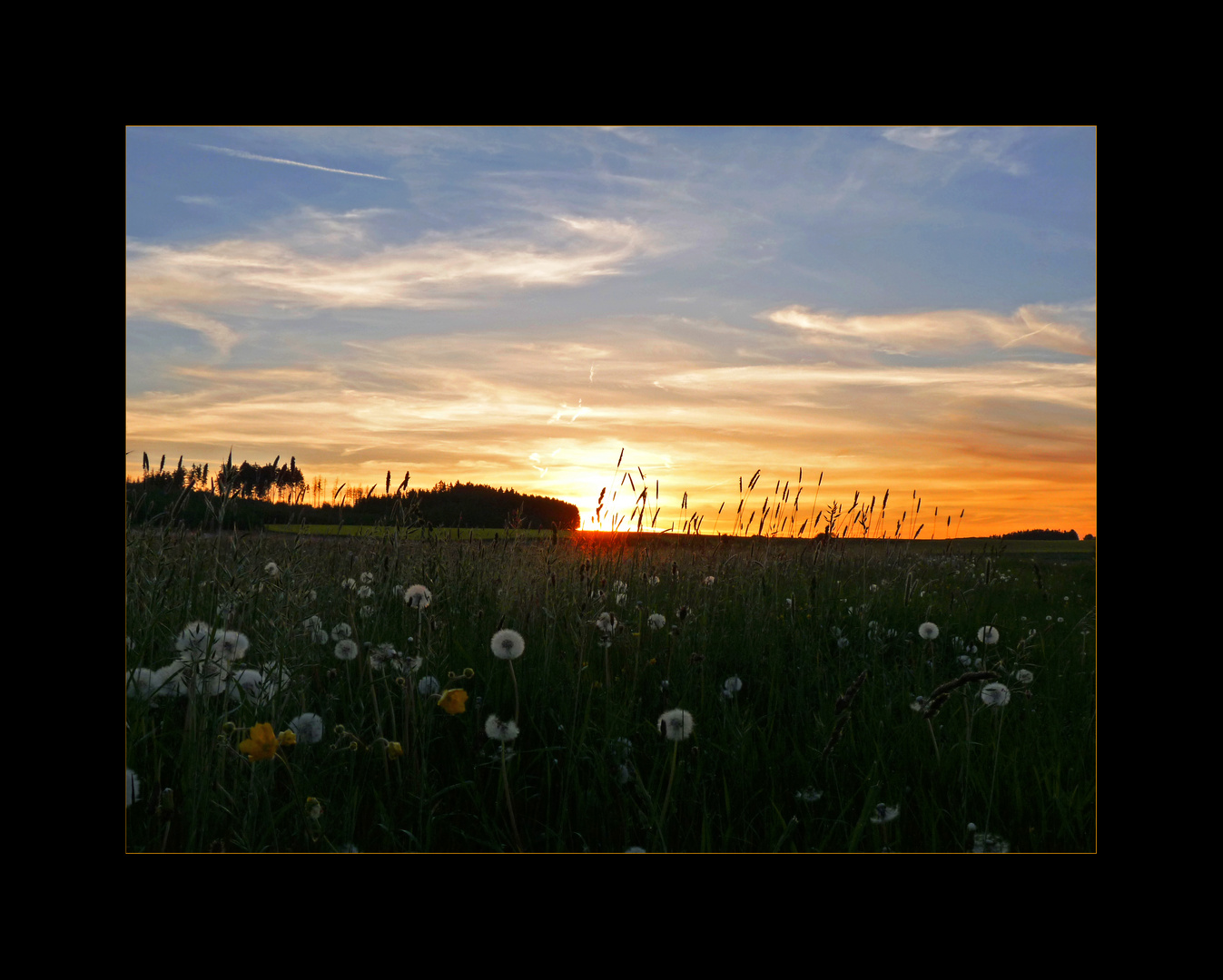 Pusteblumenwiese