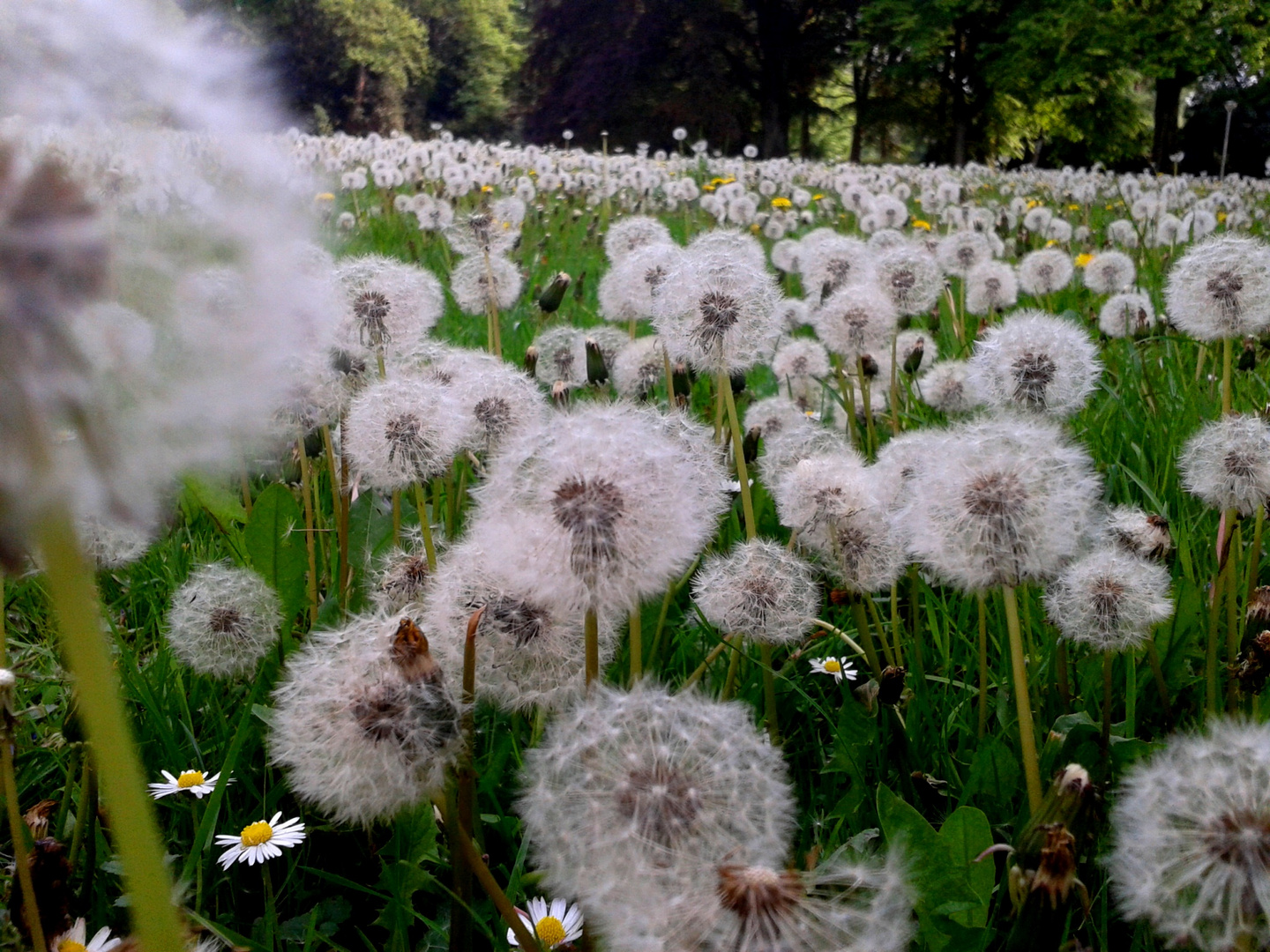 Pusteblumenwiese