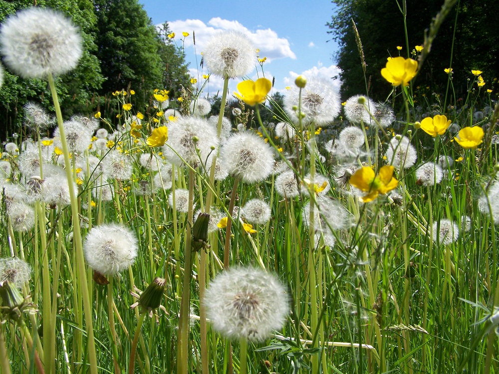 Pusteblumenwiese