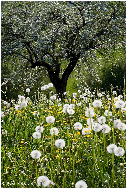 Pusteblumenwiese