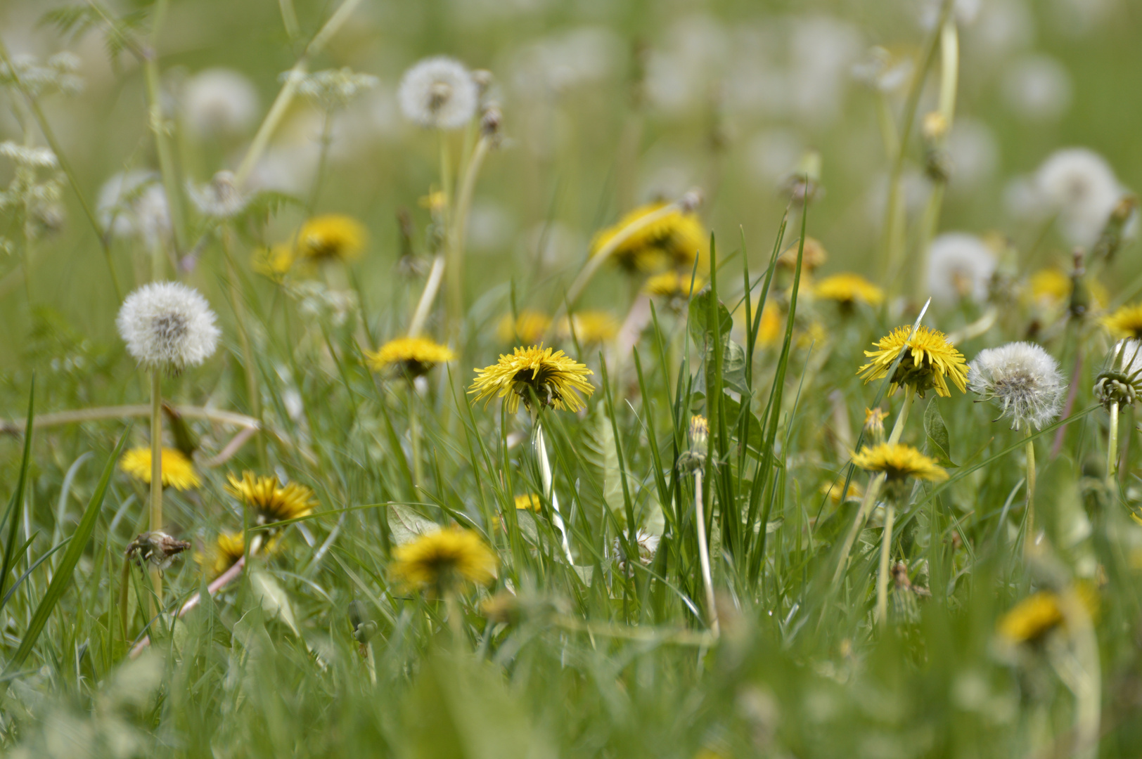 Pusteblumenwiese