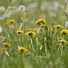 Pusteblumenwiese