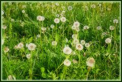 Pusteblumenwiese