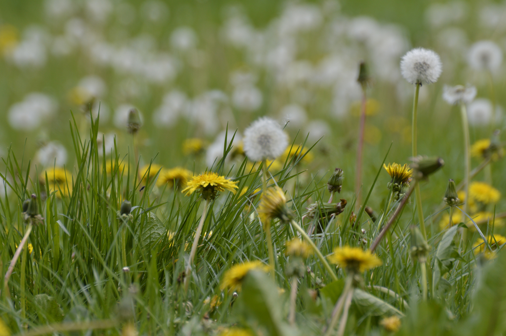 Pusteblumenwiese Fortsetzung