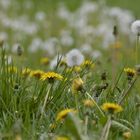 Pusteblumenwiese Fortsetzung