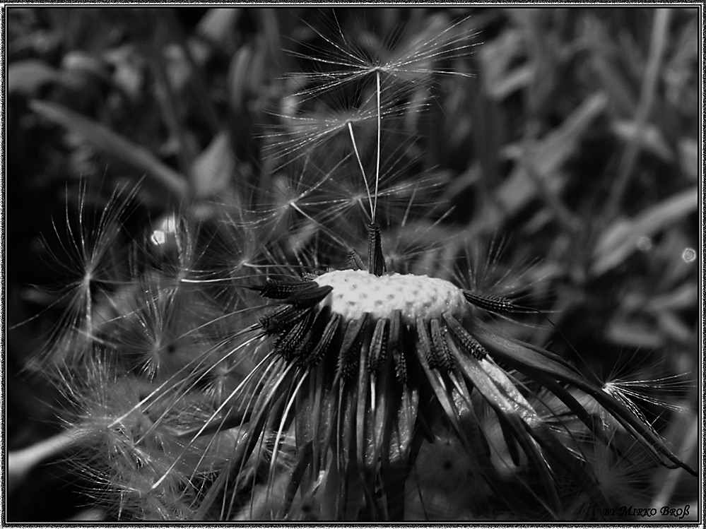 Pusteblume.....(reload)