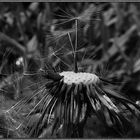 Pusteblume.....(reload)