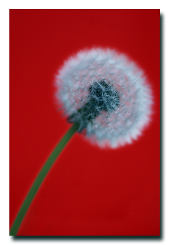 pusteblume_rot