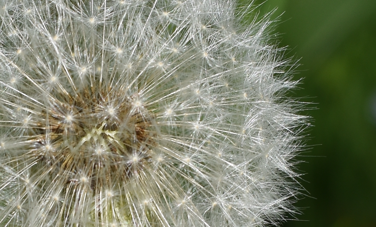 Pusteblume/Wunderkerze