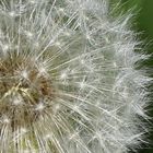 Pusteblume/Wunderkerze