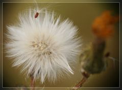 Pustekuchen äh -blume :-)