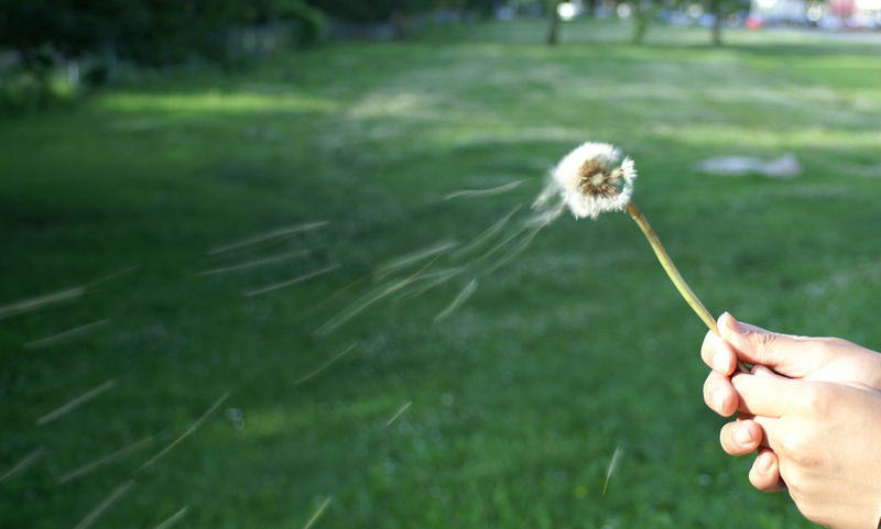 Pustekuchen äh ... Pusteblume