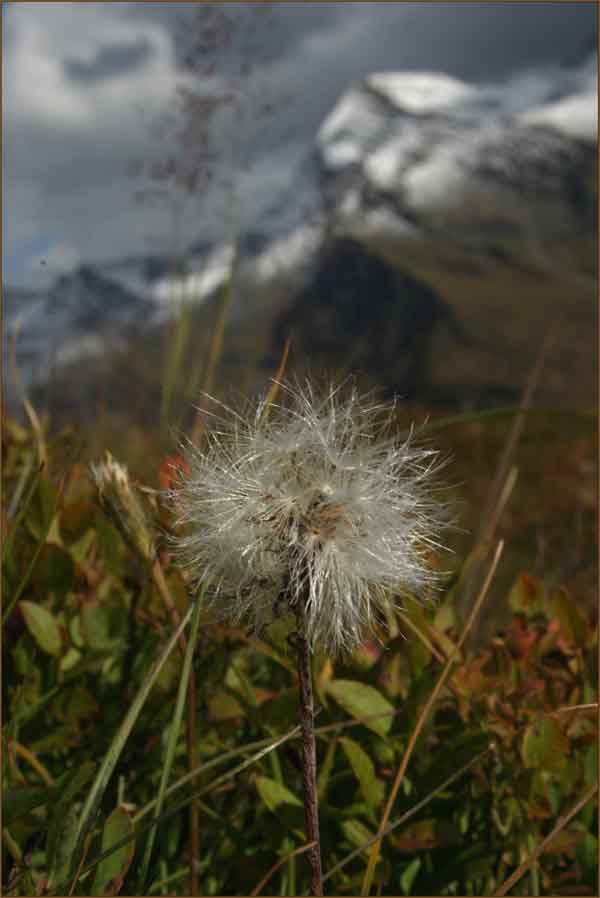 Pustelblume...