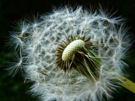 Pustelblume... Ende oder Neuanfang