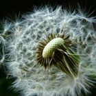 Pustelblume... Ende oder Neuanfang