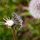 Pustelblumen im Mai