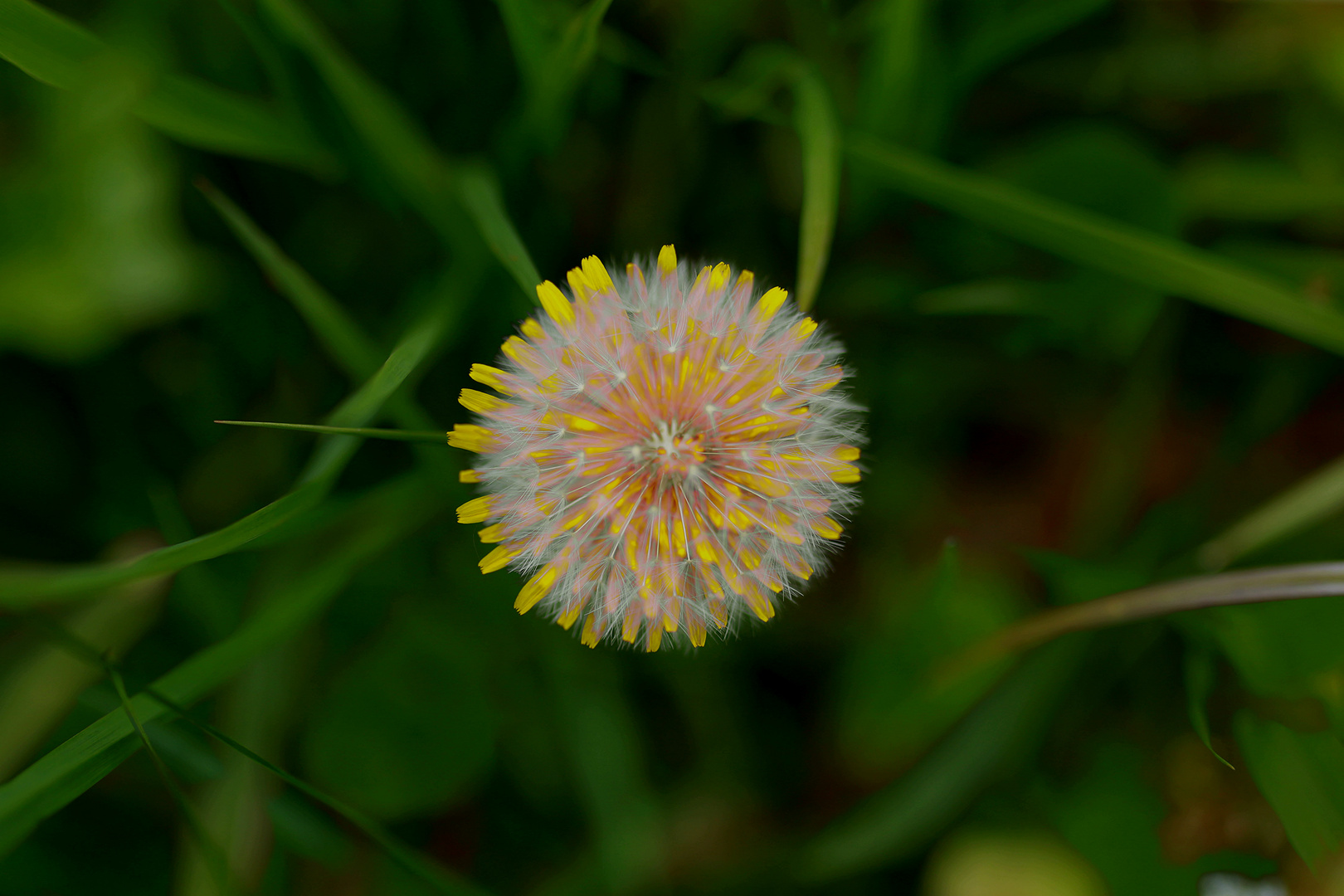 PusteLöwenzahn / Maiblume