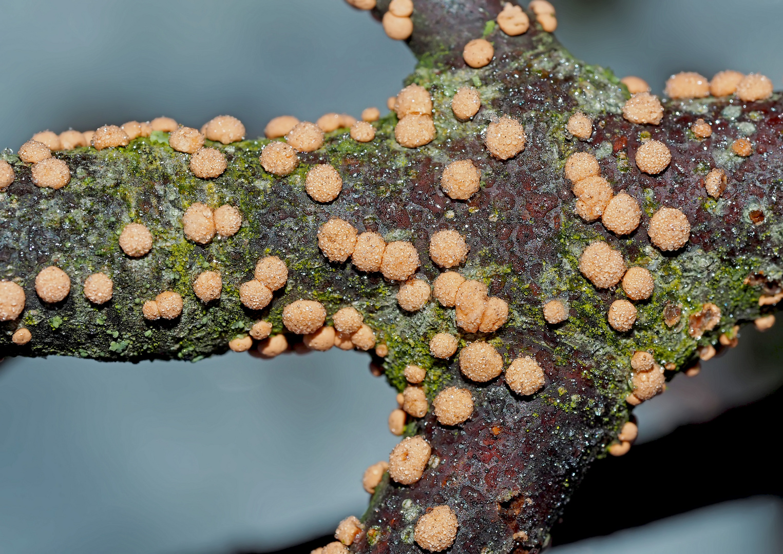 Pustelpilze im Winter! - Des minuscules champignons sur une branche en hiver...