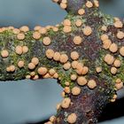 Pustelpilze im Winter! - Des minuscules champignons sur une branche en hiver...