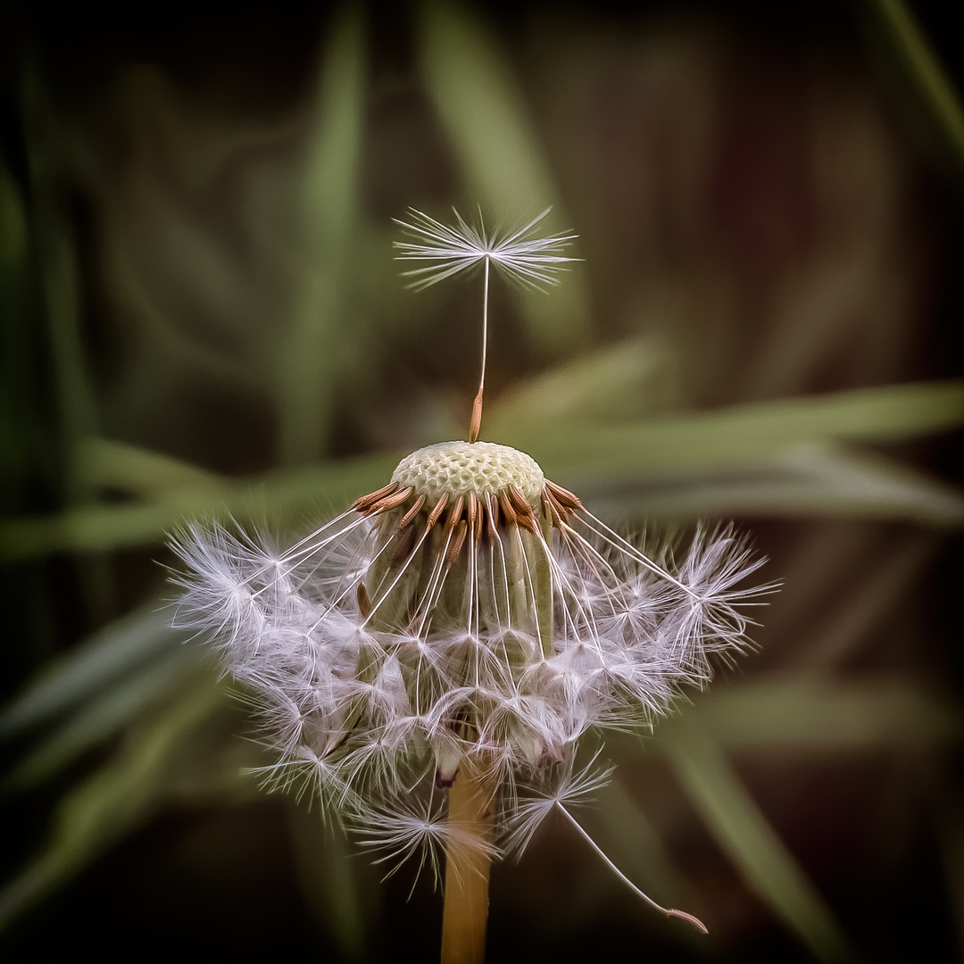 Pusten und was wünschen - blow and make a wish