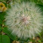 Pusteplume am Rosenstock