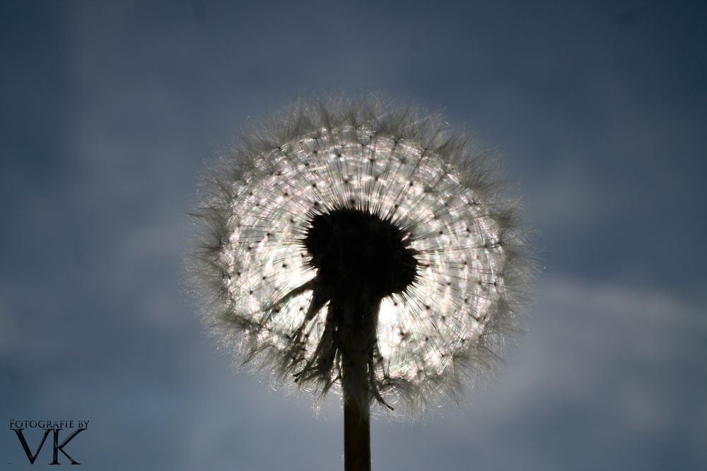 Pusterblume im Gegenlicht