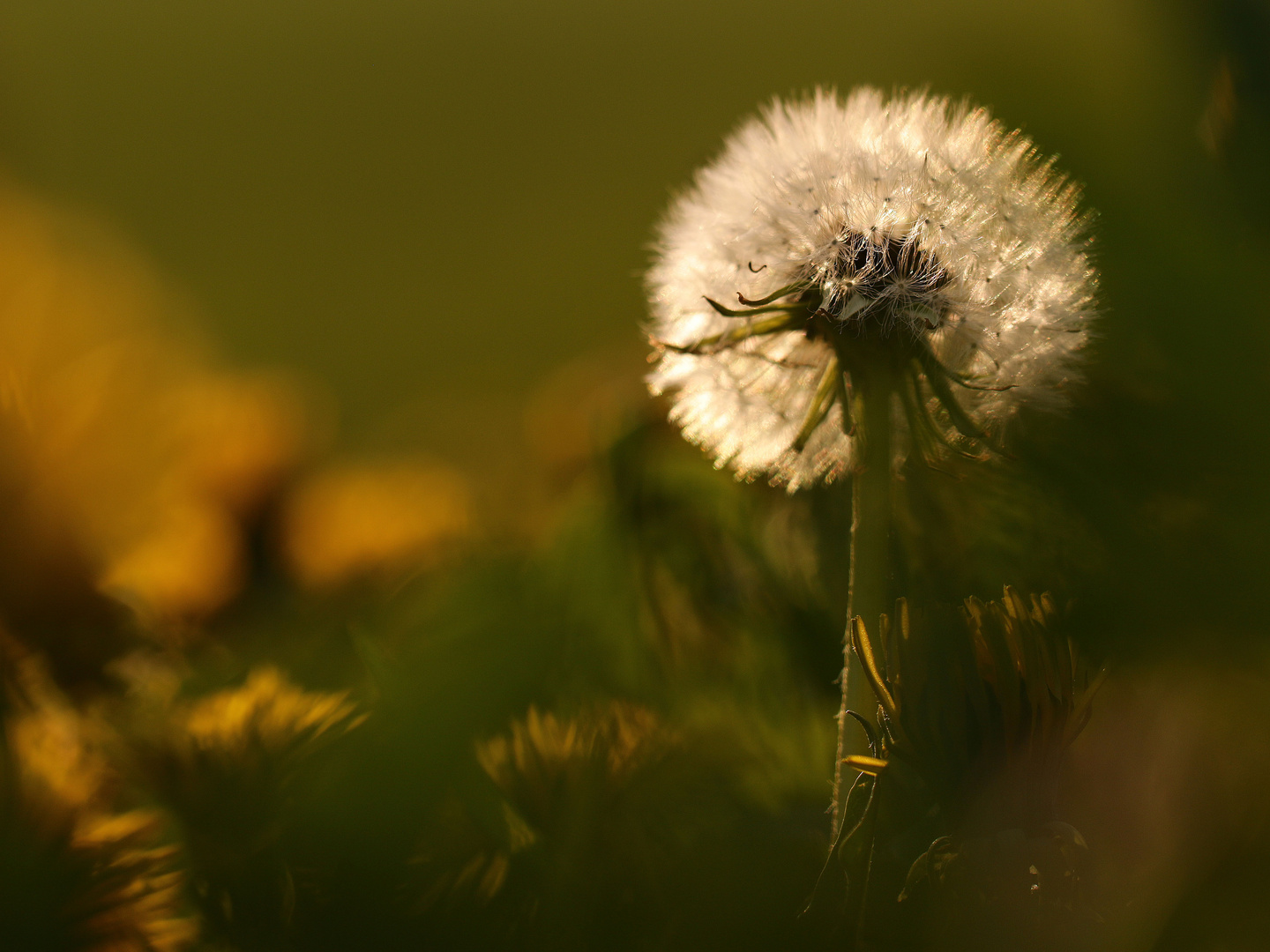 Pustesternchen in der Abendsonne...