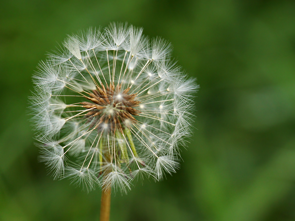 Puste Und Wunsch Dir Was Foto Bild Pflanzen Pilze Flechten Bluten Kleinpflanzen Lowenzahn Bilder Auf Fotocommunity