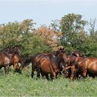 puszta besuch