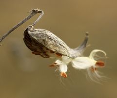 ~ Puszta Blume ~