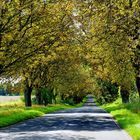 Putbus-Wreecher Allee im Herbst...