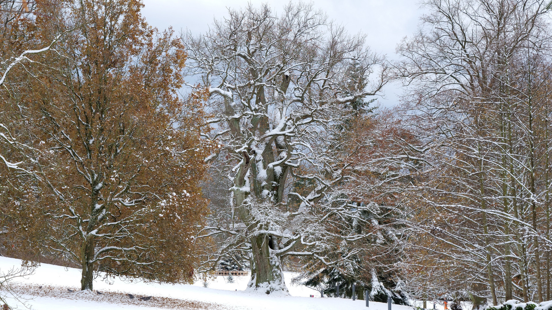 Putbuser Winterzauber