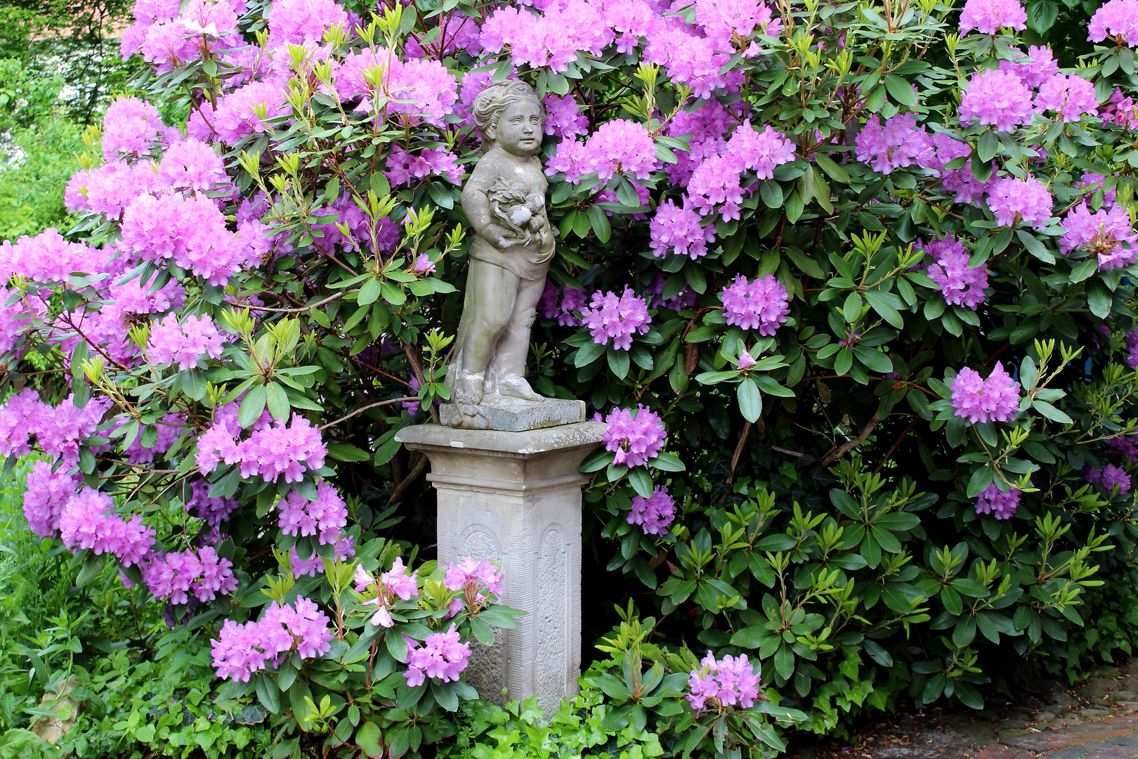 Putte im Rhododendron