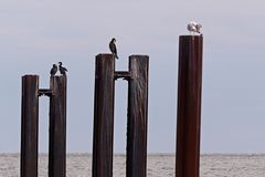 Putz- und Flickstunde auf den Dalben im Bauhafen neben der Kugelbake in Cuxhaven