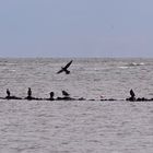 Putz- und Pflegestunde bei den Kormoranen auf der Elbe vor Cuxhaven