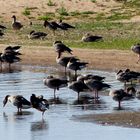 Putz- und Schlafstunde an der Havel