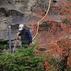 Putzearbeiten im Tierpark