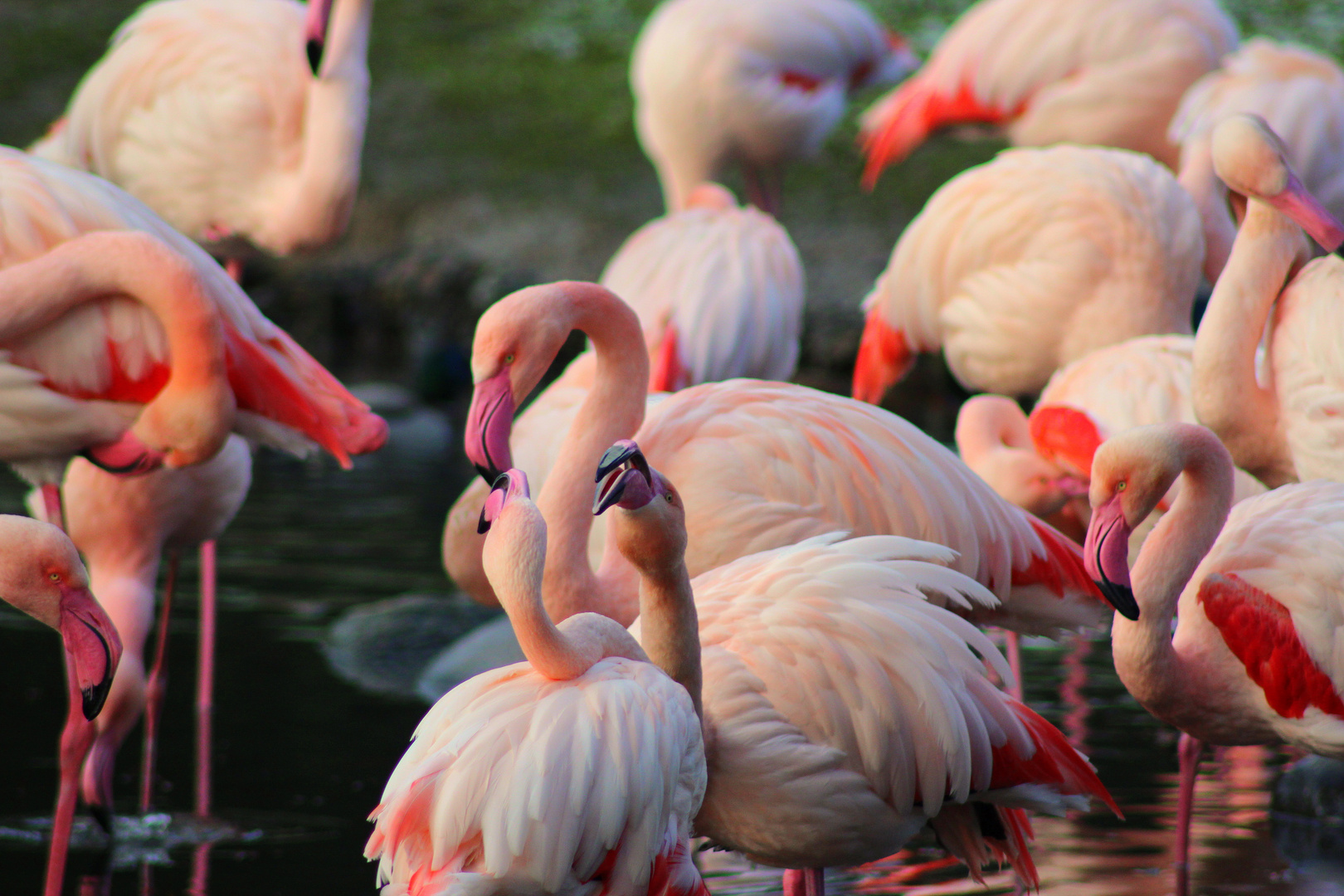 Putzen bei Familie Flamingo ;)