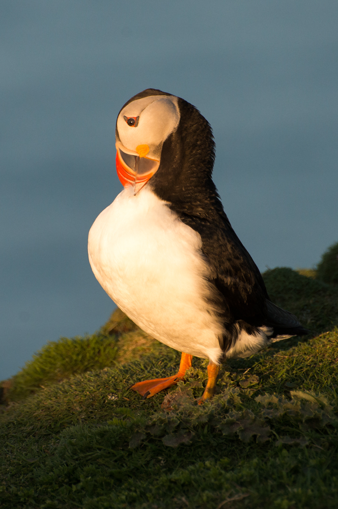 Putzender Puffin...