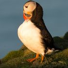 Putzender Puffin...